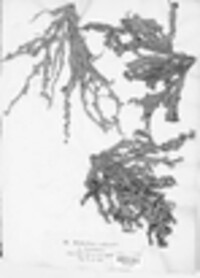 Ramalina calicaris image